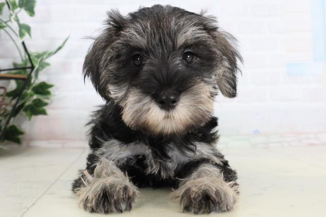 福岡県のミニチュアシュナウザー (Coo&RIKU筑後店/2026年2月2日生まれ/女の子/ソルトペッパー)の子犬の1枚目の画像