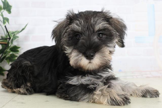 福岡県のミニチュアシュナウザー (Coo&RIKU筑後店/2026年2月2日生まれ/女の子/ソルトペッパー)の子犬の2枚目の画像