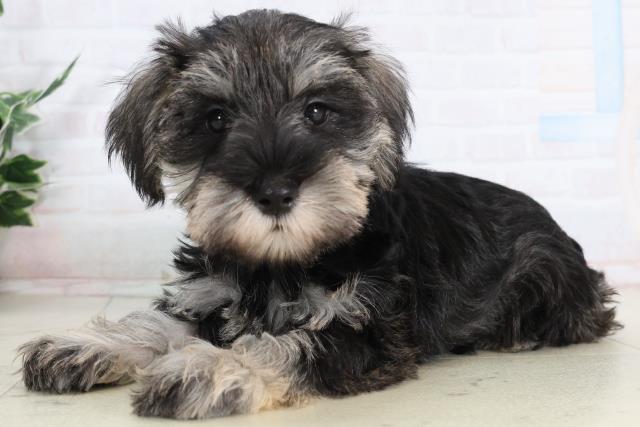 福岡県のミニチュアシュナウザー (Coo&RIKU筑後店/2026年2月2日生まれ/女の子/ソルトペッパー)の子犬の3枚目の画像