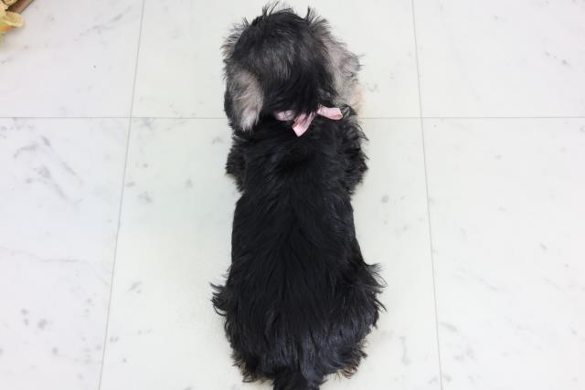 福岡県のミニチュアシュナウザー (Coo&RIKU筑後店/2026年2月2日生まれ/女の子/ソルトペッパー)の子犬の4枚目の画像