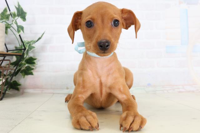 熊本県のミニチュアピンシャー (Coo&RIKUカリーノ玉名店/2026年2月3日生まれ/男の子/レッド)の子犬の1枚目の画像