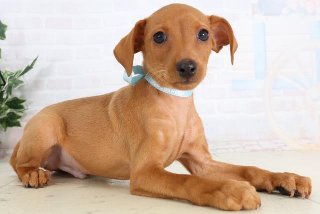 熊本県のミニチュアピンシャー (Coo&RIKUカリーノ玉名店/2026年2月3日生まれ/男の子/レッド)の子犬の2枚目の画像