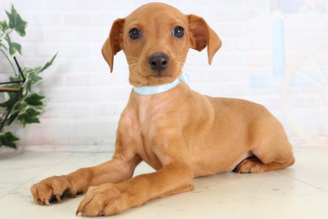 熊本県のミニチュアピンシャー (Coo&RIKUカリーノ玉名店/2026年2月3日生まれ/男の子/レッド)の子犬の3枚目の画像