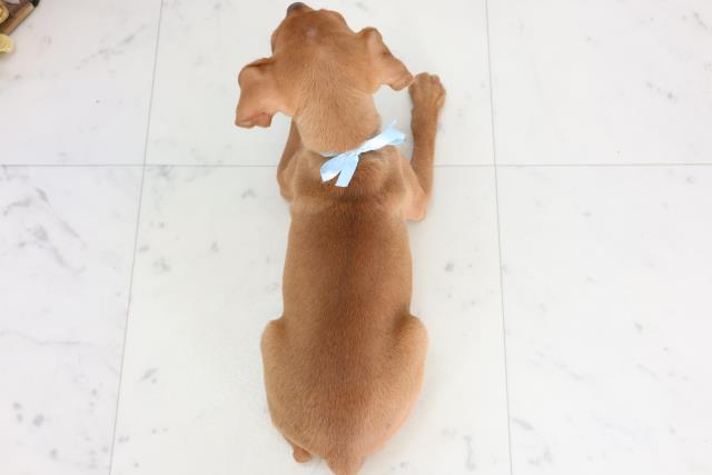 熊本県のミニチュアピンシャー (Coo&RIKUカリーノ玉名店/2026年2月3日生まれ/男の子/レッド)の子犬の4枚目の画像