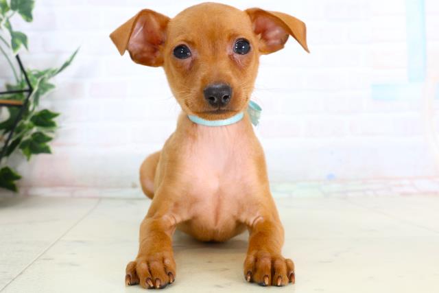 熊本県のミニチュアピンシャー (Coo&RIKU宇土シティモール店/2026年2月3日生まれ/男の子/レッド)の子犬の1枚目の画像