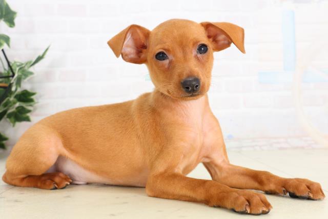 熊本県のミニチュアピンシャー (Coo&RIKU宇土シティモール店/2026年2月3日生まれ/男の子/レッド)の子犬の2枚目の画像