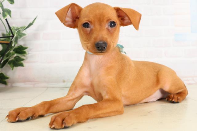 熊本県のミニチュアピンシャー (Coo&RIKU宇土シティモール店/2026年2月3日生まれ/男の子/レッド)の子犬の3枚目の画像