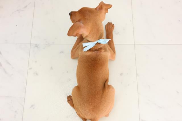 熊本県のミニチュアピンシャー (Coo&RIKU宇土シティモール店/2026年2月3日生まれ/男の子/レッド)の子犬の4枚目の画像