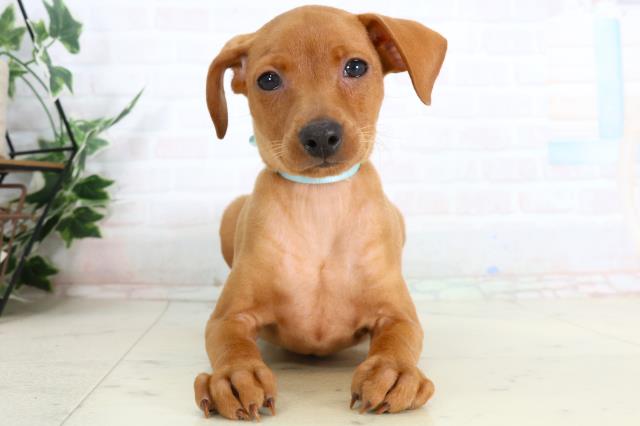 鹿児島県のミニチュアピンシャー (Coo&RIKU鹿児島店/2026年2月3日生まれ/男の子/レッド)の子犬の1枚目の画像