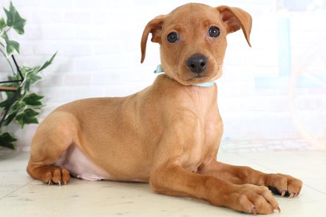 鹿児島県のミニチュアピンシャー (Coo&RIKU鹿児島店/2026年2月3日生まれ/男の子/レッド)の子犬の2枚目の画像