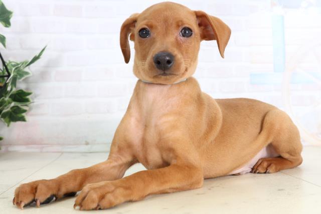 鹿児島県のミニチュアピンシャー (Coo&RIKU鹿児島店/2026年2月3日生まれ/男の子/レッド)の子犬の3枚目の画像