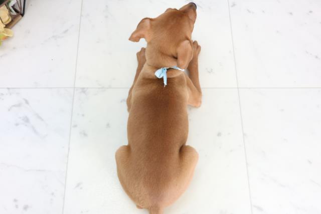 鹿児島県のミニチュアピンシャー (Coo&RIKU鹿児島店/2026年2月3日生まれ/男の子/レッド)の子犬の4枚目の画像