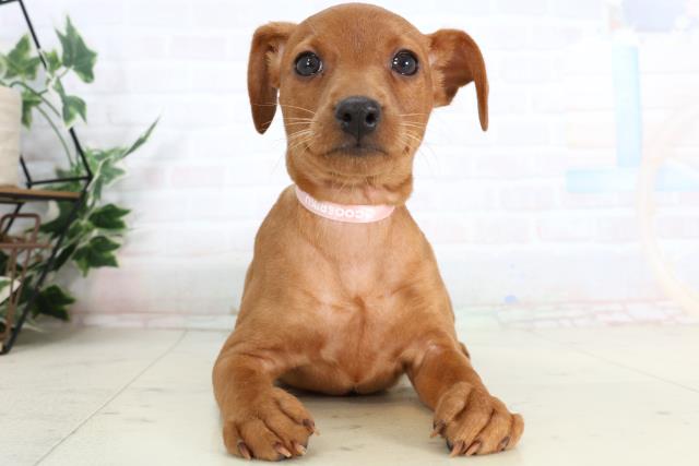 福岡県のミニチュアピンシャー (Coo&RIKU福岡西店/2026年2月3日生まれ/女の子/レッド)の子犬の1枚目の画像