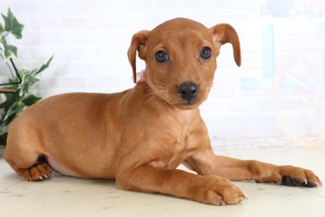 福岡県のミニチュアピンシャー (Coo&RIKU福岡西店/2026年2月3日生まれ/女の子/レッド)の子犬の2枚目の画像