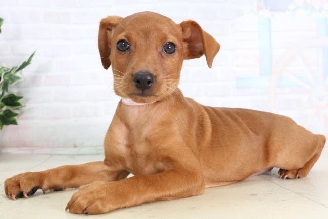 福岡県のミニチュアピンシャー (Coo&RIKU福岡西店/2026年2月3日生まれ/女の子/レッド)の子犬の3枚目の画像