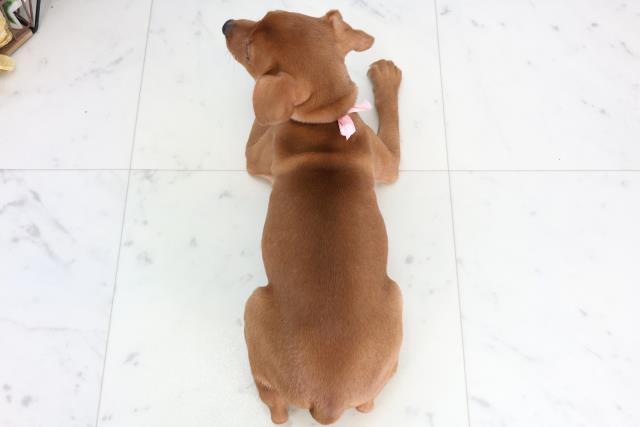 福岡県のミニチュアピンシャー (Coo&RIKU福岡西店/2026年2月3日生まれ/女の子/レッド)の子犬の4枚目の画像