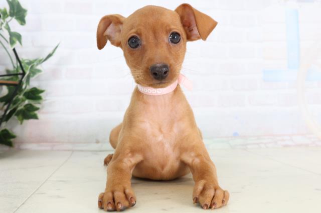 福岡県のミニチュアピンシャー (Coo&RIKUゆめタウン飯塚店/2026年2月3日生まれ/女の子/レッド)の子犬の1枚目の画像