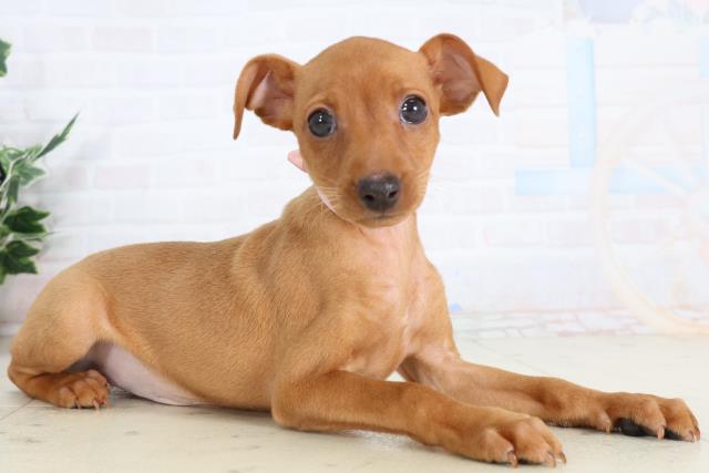 福岡県のミニチュアピンシャー (Coo&RIKUゆめタウン飯塚店/2026年2月3日生まれ/女の子/レッド)の子犬の2枚目の画像