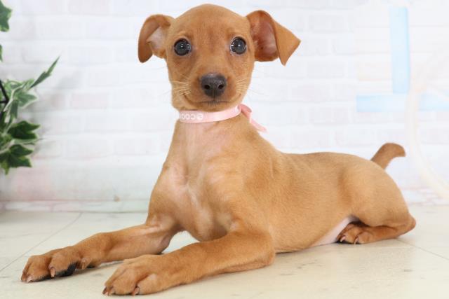 福岡県のミニチュアピンシャー (Coo&RIKUゆめタウン飯塚店/2026年2月3日生まれ/女の子/レッド)の子犬の3枚目の画像