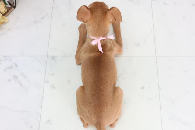 福岡県のミニチュアピンシャー (Coo&RIKUゆめタウン飯塚店/2026年2月3日生まれ/女の子/レッド)の子犬の4枚目の画像