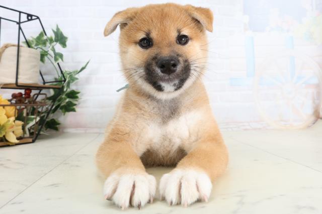 長崎県の柴犬(標準サイズ) (Coo&RIKU大村店/2026年2月3日生まれ/男の子/赤)の子犬の1枚目の画像