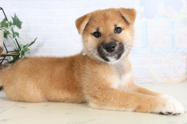 長崎県の柴犬(標準サイズ) (Coo&RIKU大村店/2026年2月3日生まれ/男の子/赤)の子犬の2枚目の画像