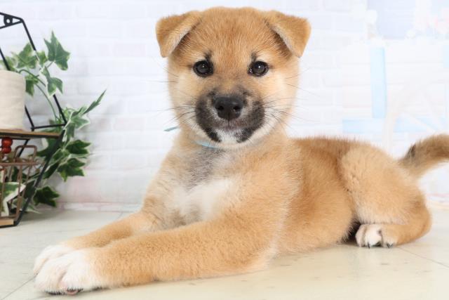 長崎県の柴犬(標準サイズ) (Coo&RIKU大村店/2026年2月3日生まれ/男の子/赤)の子犬の3枚目の画像