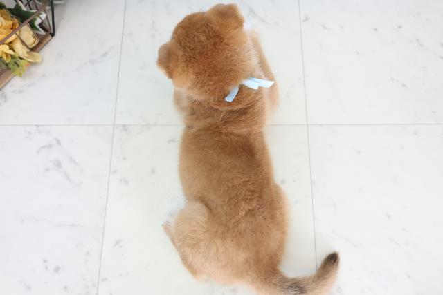 長崎県の柴犬(標準サイズ) (Coo&RIKU大村店/2026年2月3日生まれ/男の子/赤)の子犬の4枚目の画像