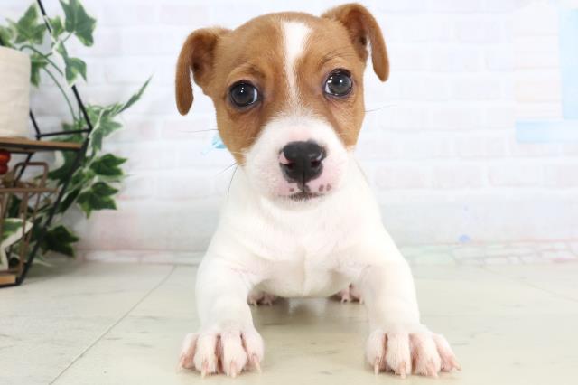 ジャックラッセルテリア