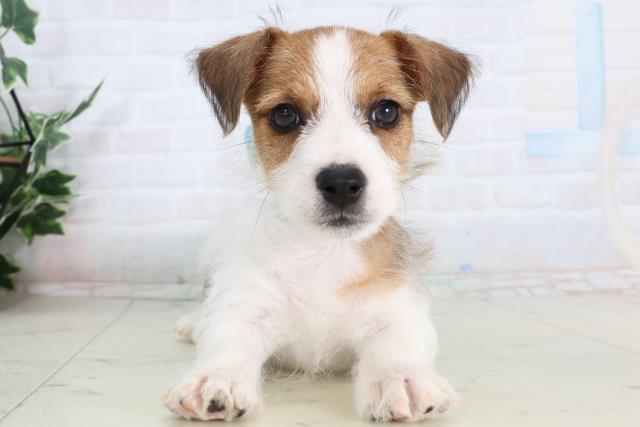 ジャックラッセルテリア