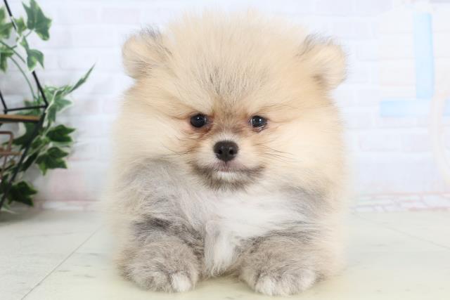 福岡県のポメラニアン (Coo&RIKU久留米店/2026年2月3日生まれ/男の子/ウルフセーブル)の子犬の1枚目の画像