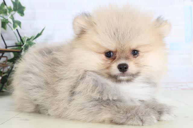 福岡県のポメラニアン (Coo&RIKU久留米店/2026年2月3日生まれ/男の子/ウルフセーブル)の子犬の2枚目の画像