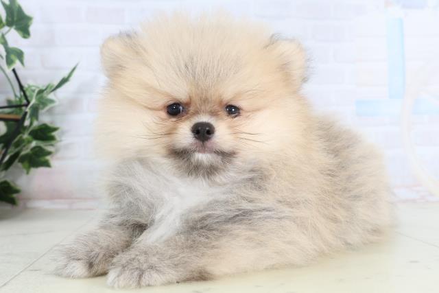 福岡県のポメラニアン (Coo&RIKU久留米店/2026年2月3日生まれ/男の子/ウルフセーブル)の子犬の3枚目の画像