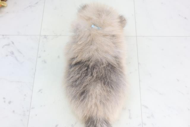 福岡県のポメラニアン (Coo&RIKU久留米店/2026年2月3日生まれ/男の子/ウルフセーブル)の子犬の4枚目の画像