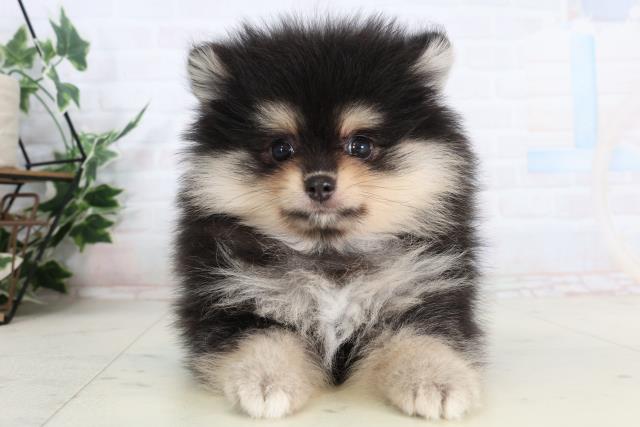 福岡県のポメラニアン (Coo&RIKUゆめタウン飯塚店/2026年2月3日生まれ/女の子/ブラッククリーム)の子犬の1枚目の画像