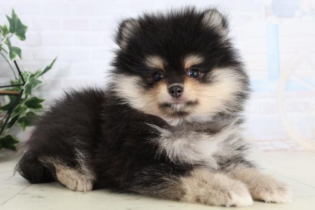 福岡県のポメラニアン (Coo&RIKUゆめタウン飯塚店/2026年2月3日生まれ/女の子/ブラッククリーム)の子犬の2枚目の画像