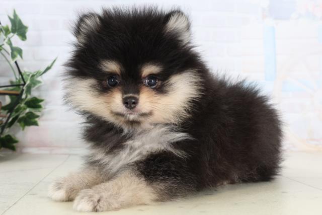 福岡県のポメラニアン (Coo&RIKUゆめタウン飯塚店/2026年2月3日生まれ/女の子/ブラッククリーム)の子犬の3枚目の画像