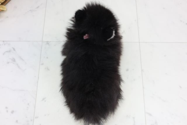 福岡県のポメラニアン (Coo&RIKUゆめタウン飯塚店/2026年2月3日生まれ/女の子/ブラッククリーム)の子犬の4枚目の画像