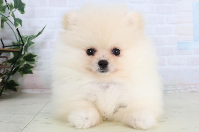 福岡県のポメラニアン (Coo&RIKU福岡古賀店/2026年2月3日生まれ/男の子/クリーム)の子犬の1枚目の画像