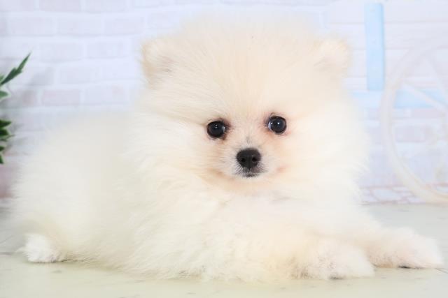 福岡県のポメラニアン (Coo&RIKU福岡古賀店/2026年2月3日生まれ/男の子/クリーム)の子犬の2枚目の画像