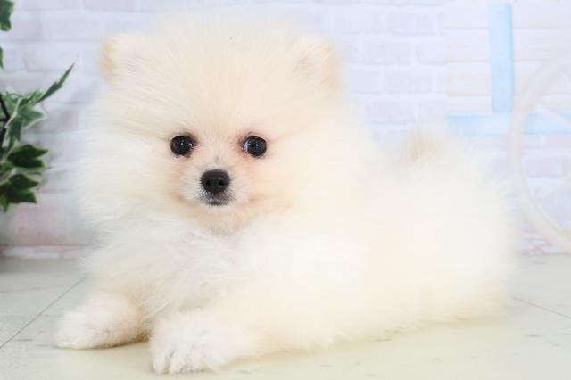 福岡県のポメラニアン (Coo&RIKU福岡古賀店/2026年2月3日生まれ/男の子/クリーム)の子犬の3枚目の画像