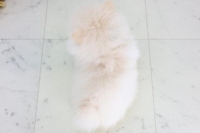 福岡県のポメラニアン (Coo&RIKU福岡古賀店/2026年2月3日生まれ/男の子/クリーム)の子犬の4枚目の画像