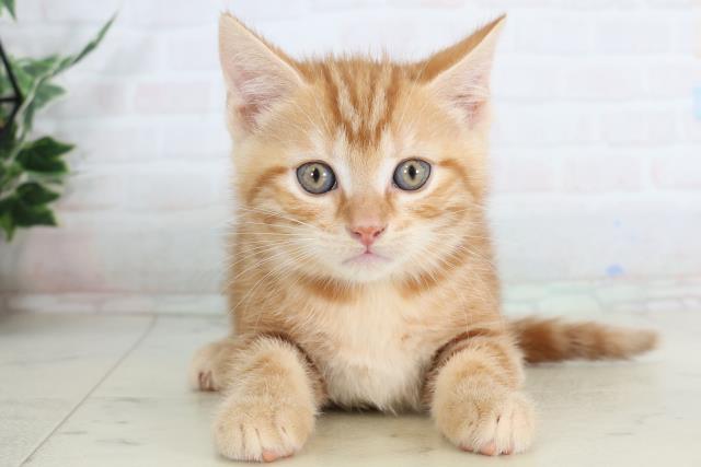 熊本県のアメリカンショートヘアー (Coo&RIKUイオンモール宇城店/2026年1月28日生まれ/男の子/レッドタビー)の子猫の1枚目の画像