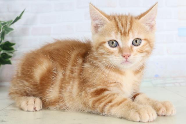 熊本県のアメリカンショートヘアー (Coo&RIKUイオンモール宇城店/2026年1月28日生まれ/男の子/レッドタビー)の子猫の2枚目の画像