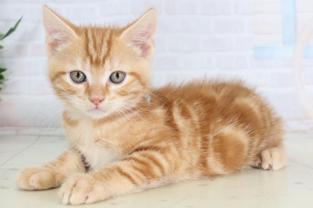 熊本県のアメリカンショートヘアー (Coo&RIKUイオンモール宇城店/2026年1月28日生まれ/男の子/レッドタビー)の子猫の3枚目の画像