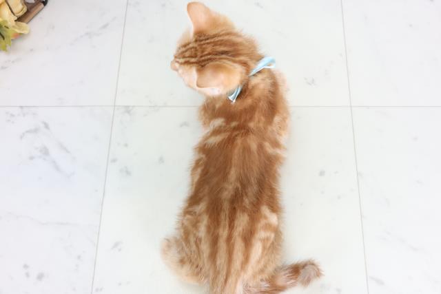 熊本県のアメリカンショートヘアー (Coo&RIKUイオンモール宇城店/2026年1月28日生まれ/男の子/レッドタビー)の子猫の4枚目の画像