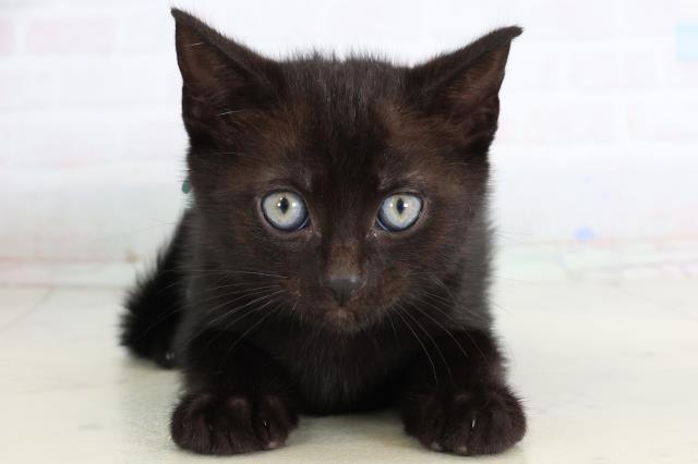 長崎県のアメリカンショートヘアー (Coo&RIKU長崎浜町店/2026年1月28日生まれ/男の子/ブラックシルバータビー)の子猫の1枚目の画像