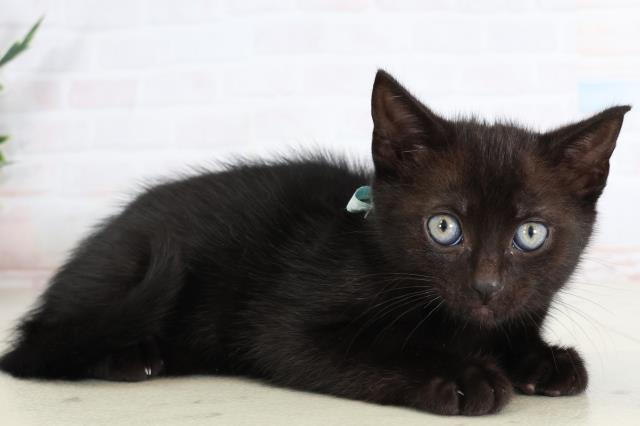 長崎県のアメリカンショートヘアー (Coo&RIKU長崎浜町店/2026年1月28日生まれ/男の子/ブラックシルバータビー)の子猫の2枚目の画像