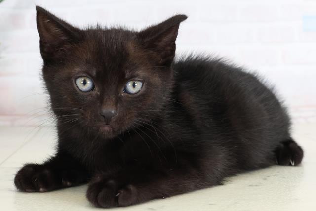 長崎県のアメリカンショートヘアー (Coo&RIKU長崎浜町店/2026年1月28日生まれ/男の子/ブラックシルバータビー)の子猫の3枚目の画像