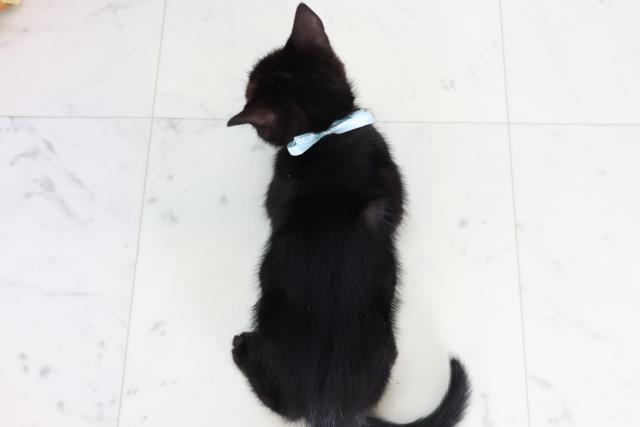 長崎県のアメリカンショートヘアー (Coo&RIKU長崎浜町店/2026年1月28日生まれ/男の子/ブラックシルバータビー)の子猫の4枚目の画像